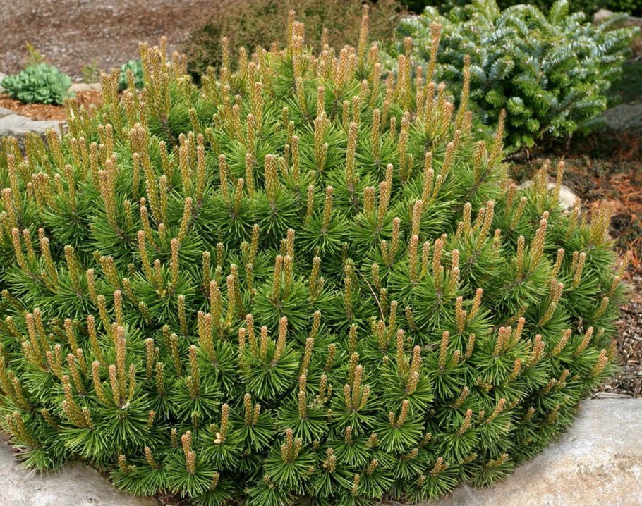 Pinus mugo 'hnizdo'