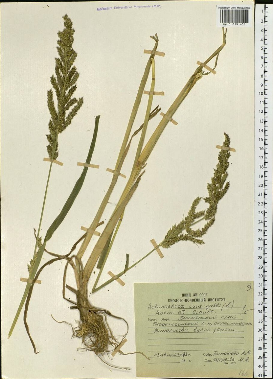Echinochloa colonum