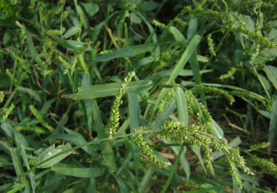 Echinochloa pyramidalis