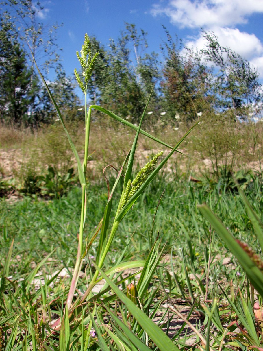 Echinochloa Crus-Galli