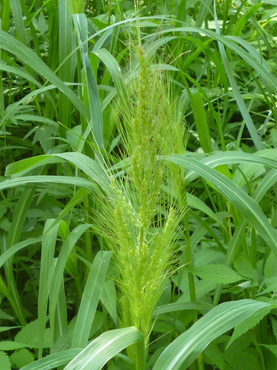 Ежовник обыкновенный (Echinochloa crusgalli)