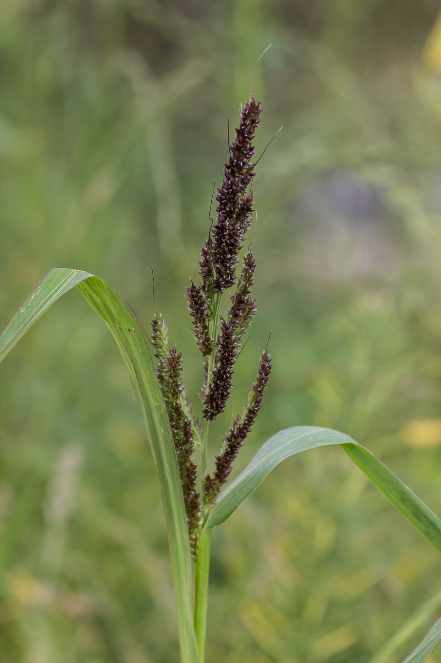 Echinochloa crusgalli