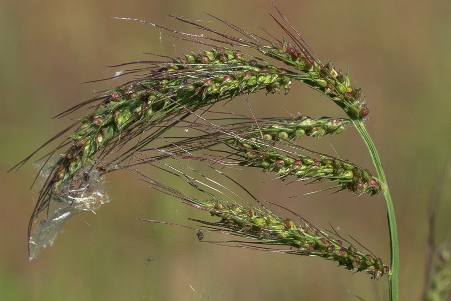 Ежовник обыкновенный (Echinochloa crusgalli)
