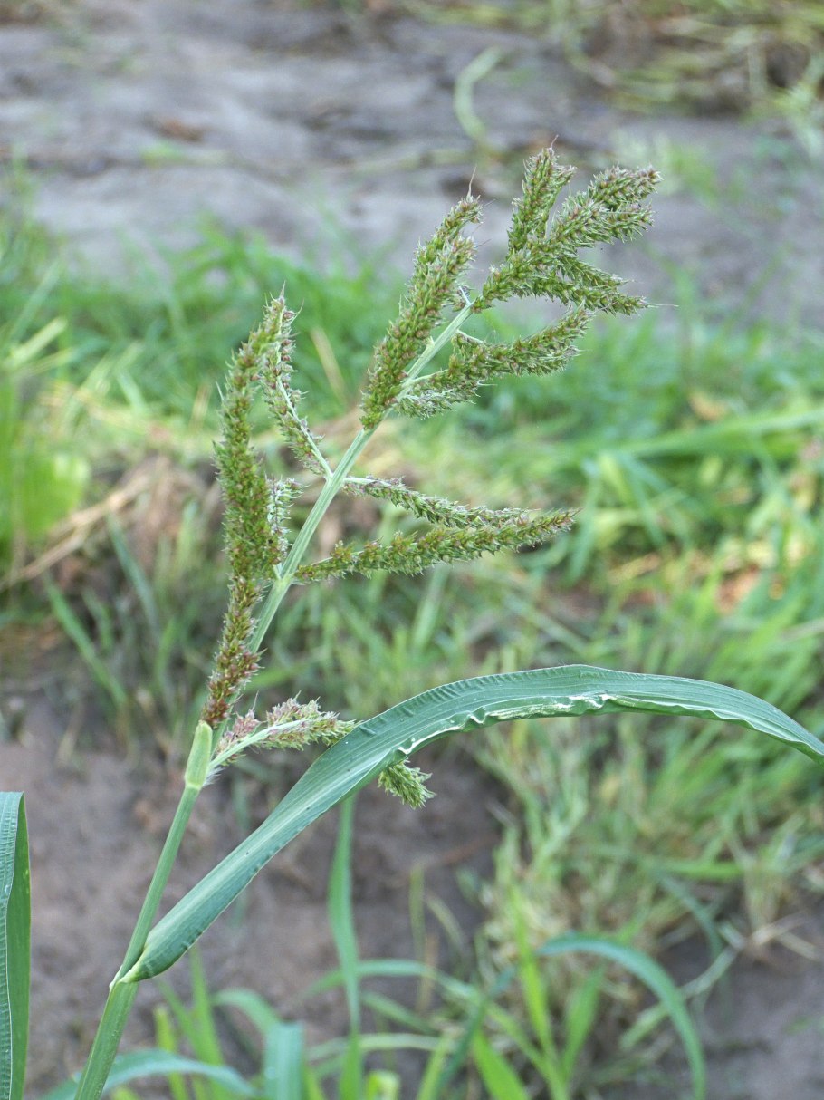 Echinochloa Crus-Galli