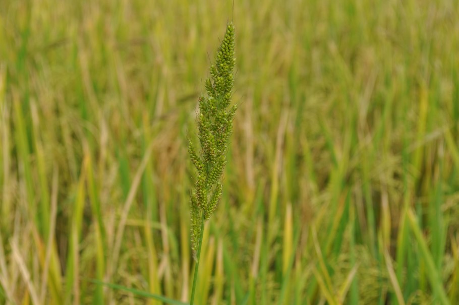 Echinochloa crus galli