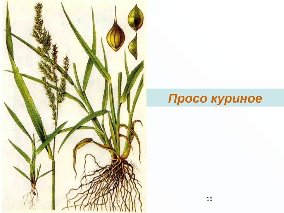 Echinochloa crusgalli