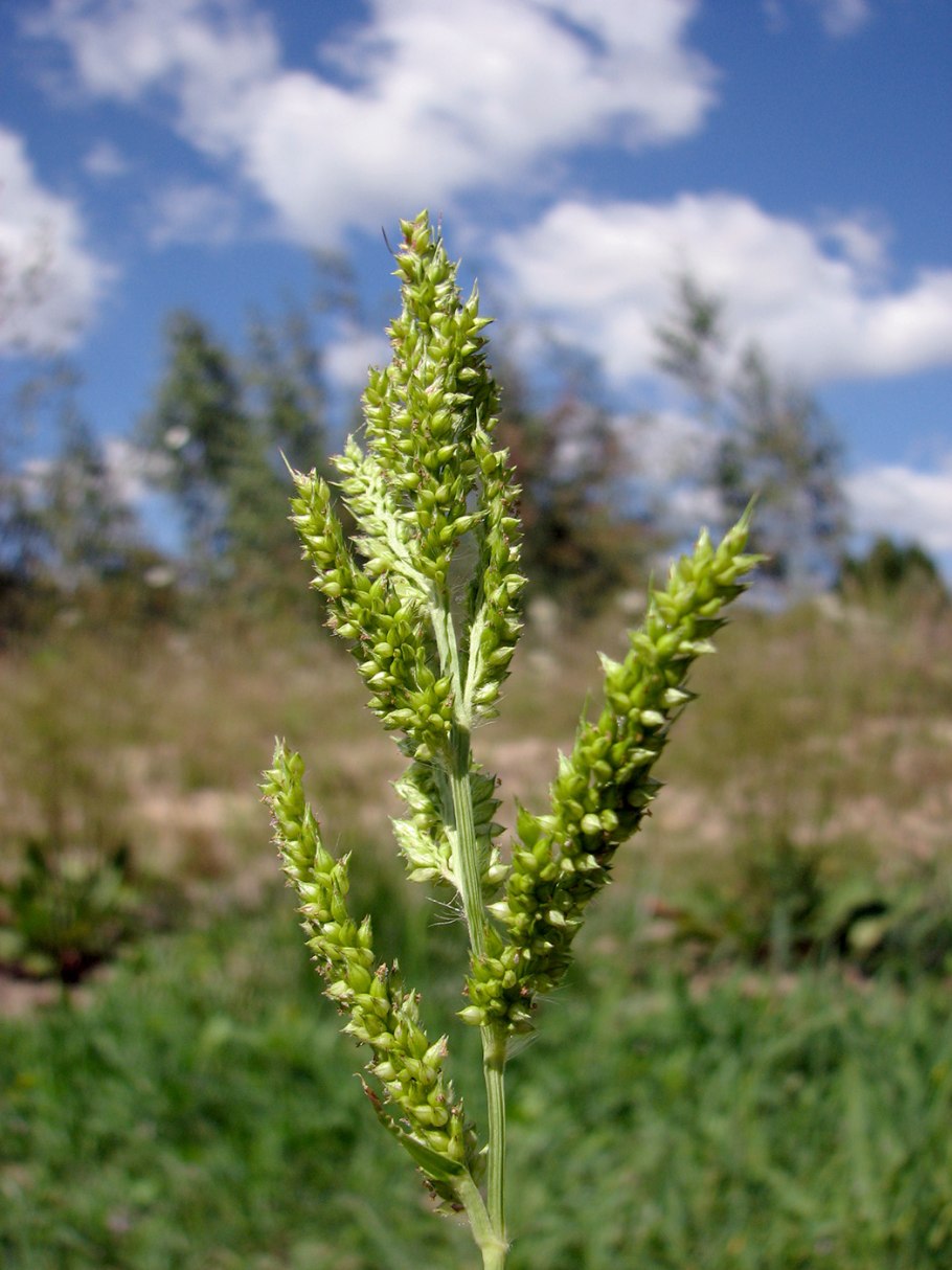 Echinochloa crusgalli