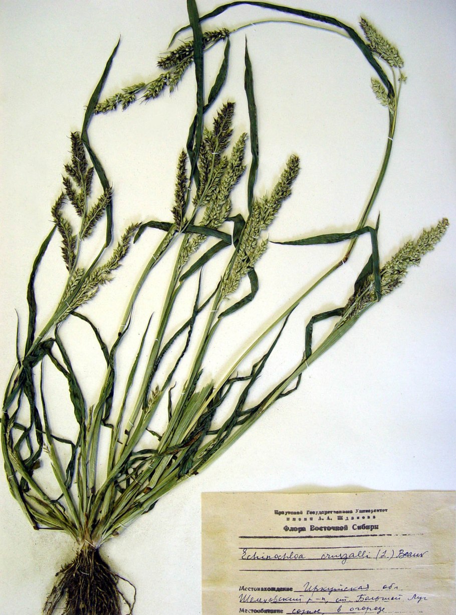 Просо (Echinochloa Crus-Galli).