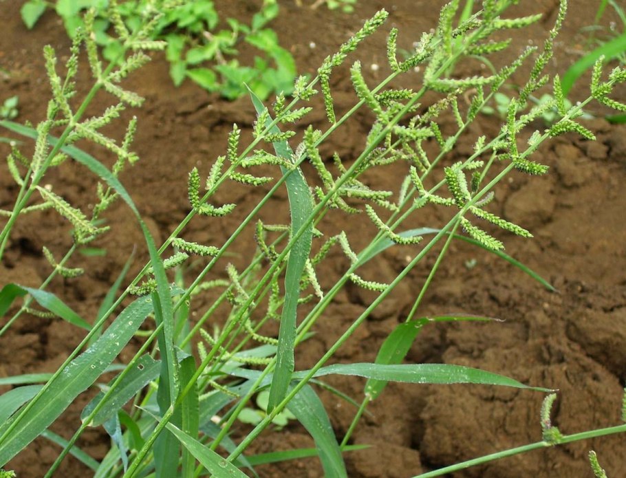 Ежовник обыкновенный (Echinochloa crusgalli)