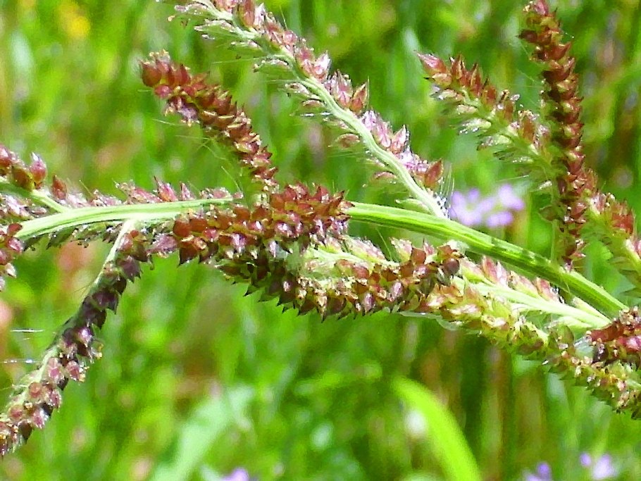 Ежовник обыкновенный (Echinochloa crusgalli)