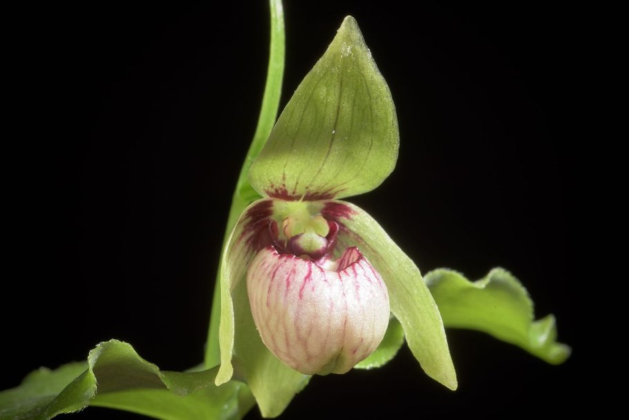 Cypripedium debile
