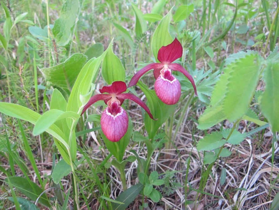 Орхидея Cypripedium calceolus