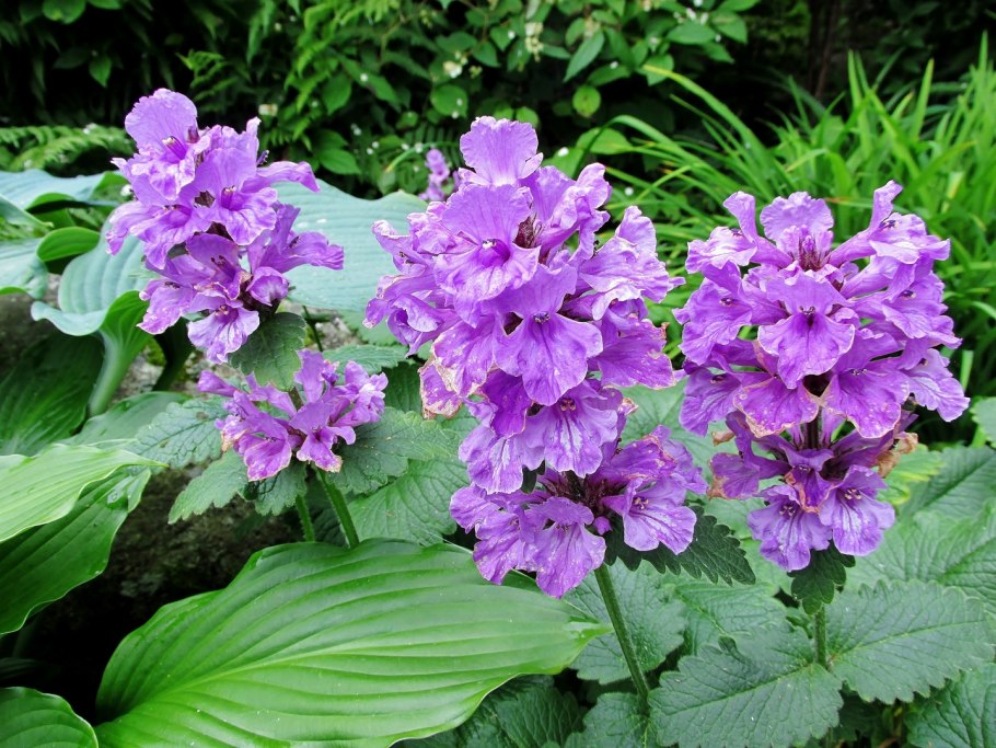 Бетоника грандифлора