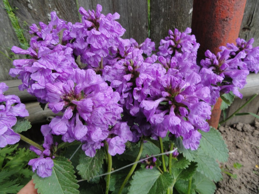 Цветок буквица крупноцветковая