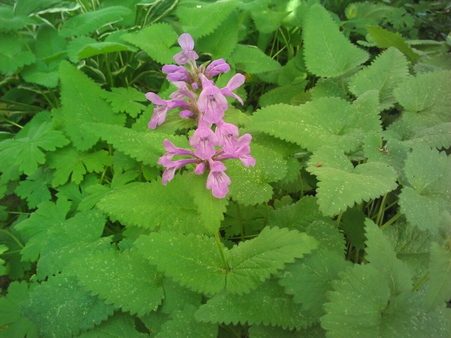 Буквица Бетоника Betonica officinalis