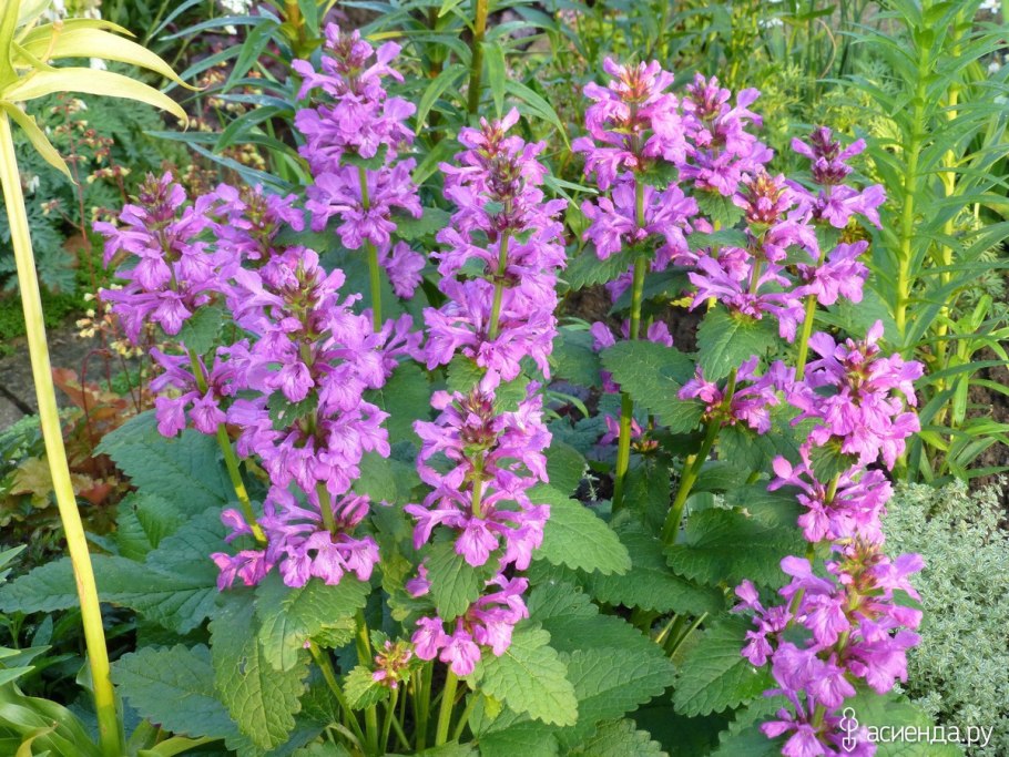 Буквица многолетник