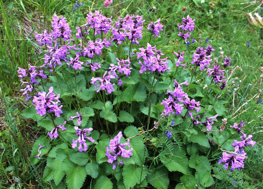 Буквица грандифлора