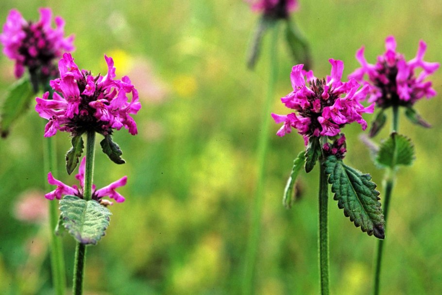 Буквица (Betonica grandiflora)