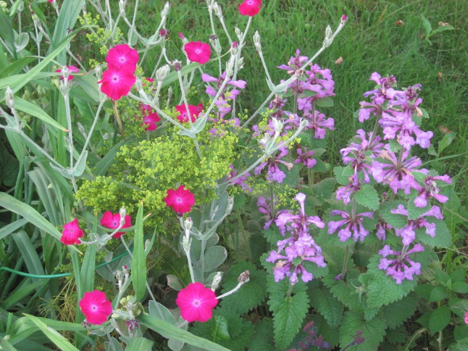 Чистец крупноцветковый