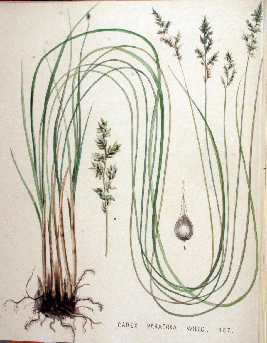 Осока Арнелла (Carex arnellii)