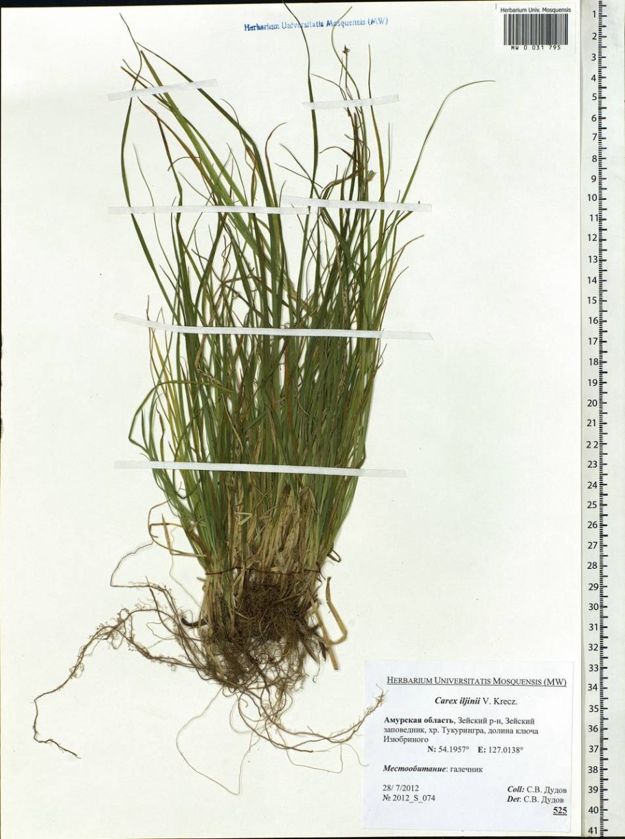 Осока схема слияния