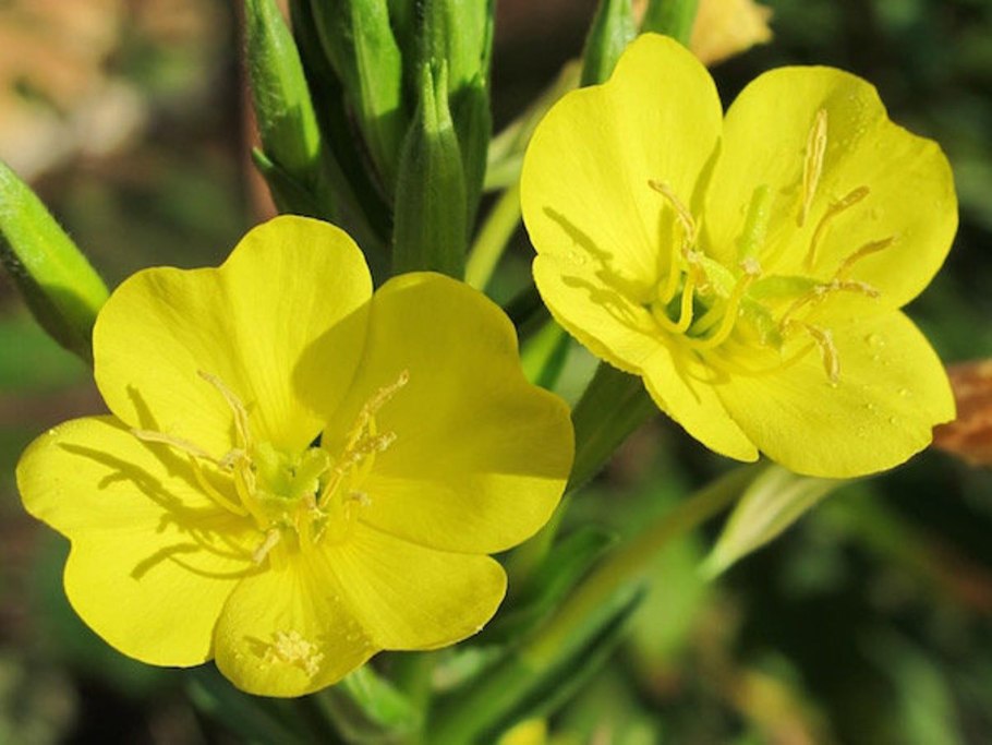 Энотера миссурийская (Oenothera missouriensis)