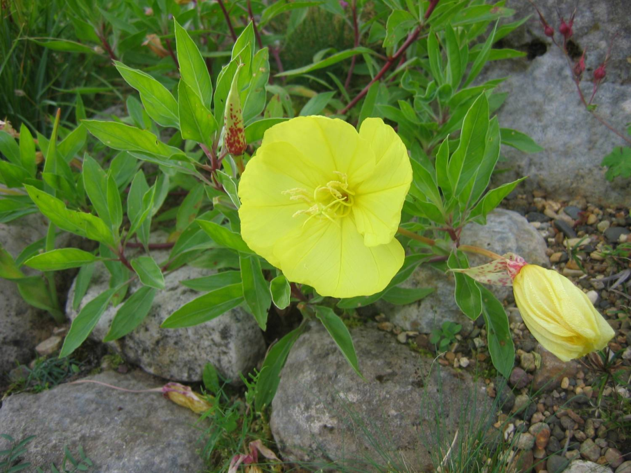 Ослинник двулетний (Oenothera biennis)