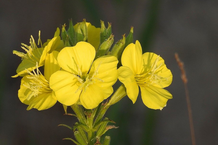 Oenothera fruticosa