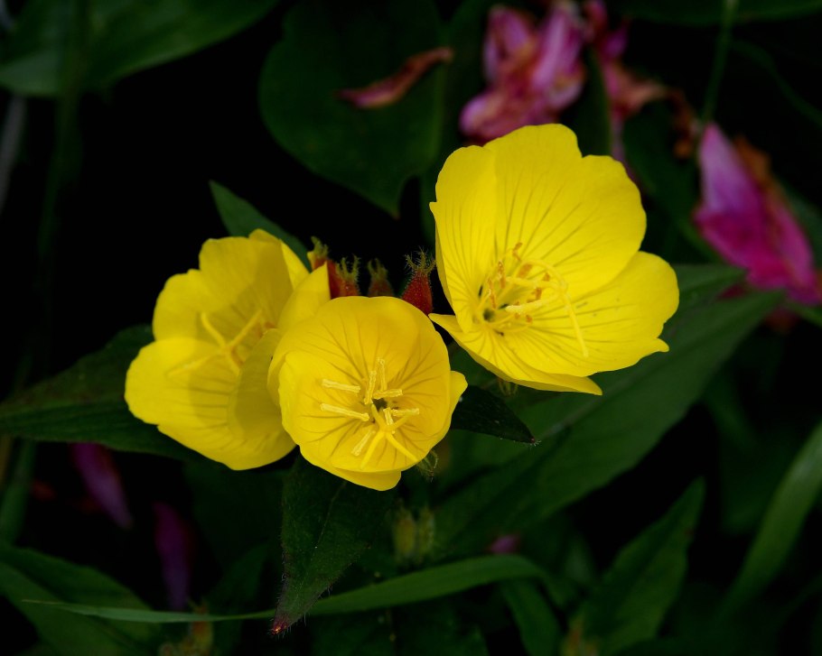 Oenothera macrocarpa