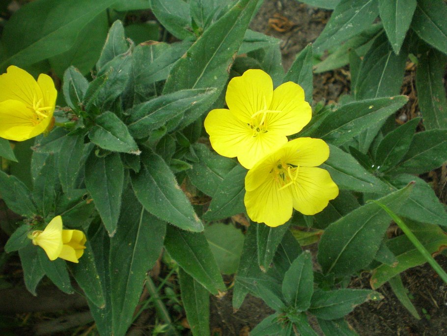 Энотера Oenothera biennis