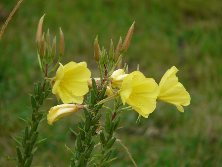 Oenothera hookeri