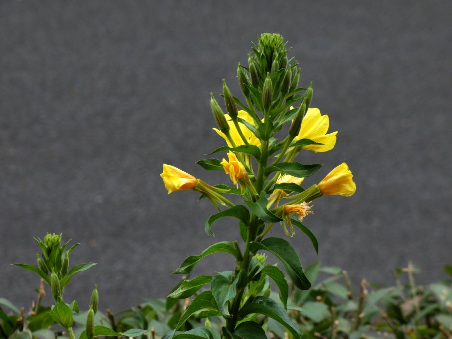 10. Ослинник красностебельный (Oenothera rubricaulis Klebahn.)