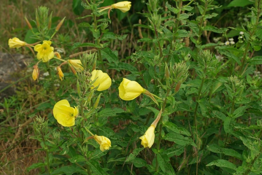 Энотера Oenothera biennis