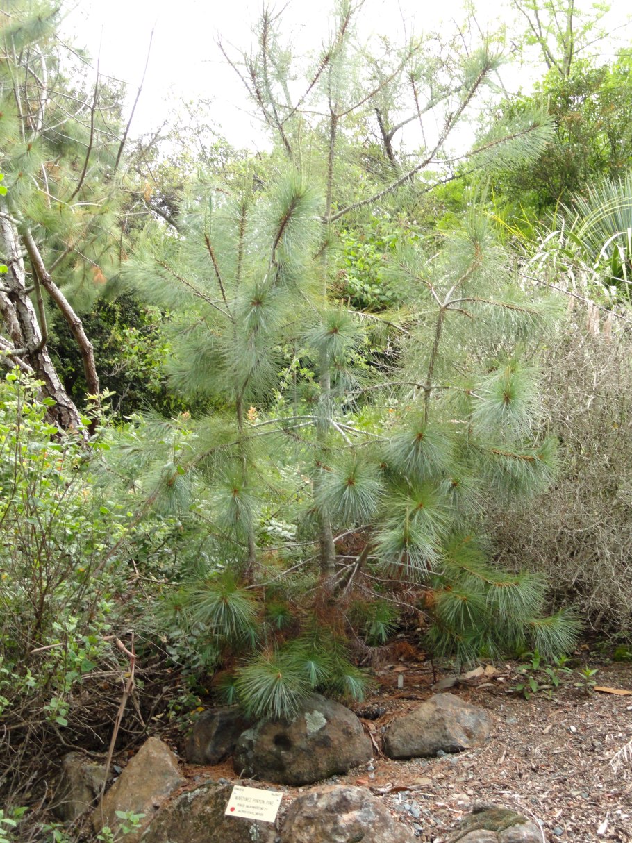 Pinus maximartinezii
