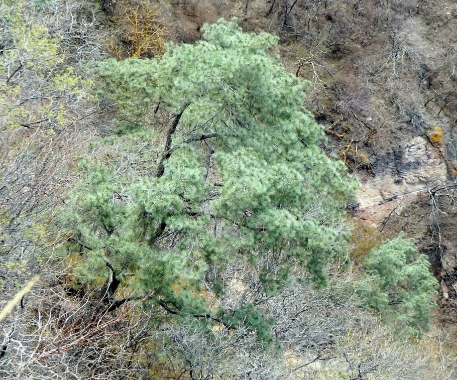 Pinus subsect. Balfourianae