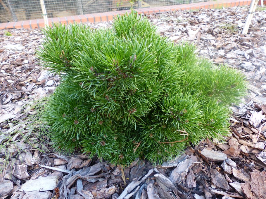 Сосна для узкого места