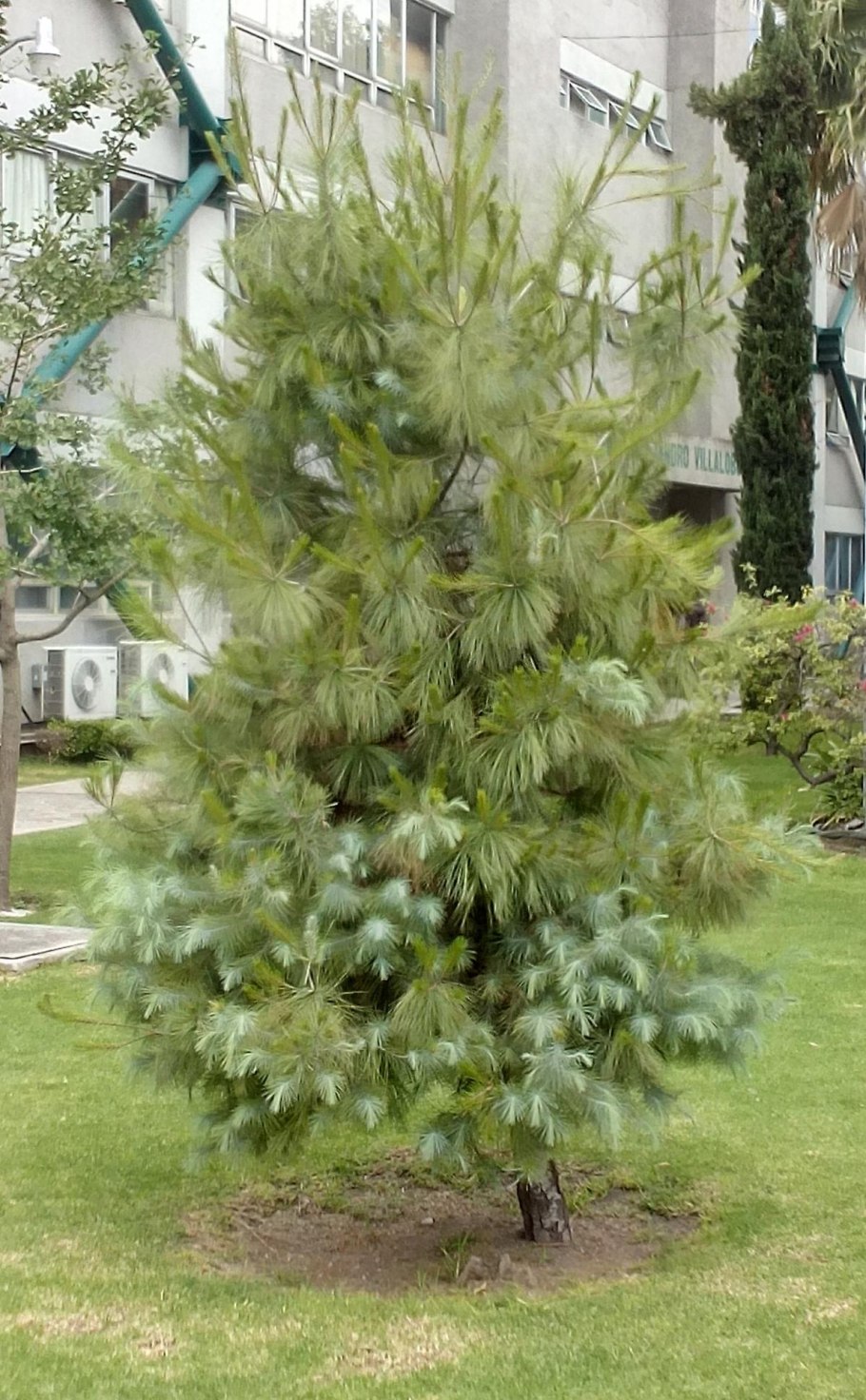 Сосна итальянская – Pinus pinea l.