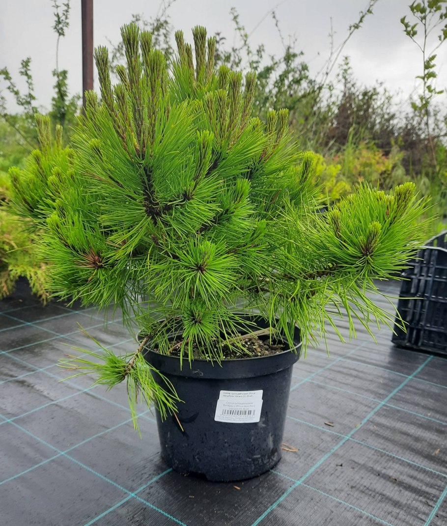 Пиния (Pinus pinea)