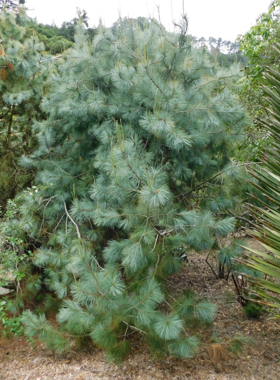 Pinus krempfii giant
