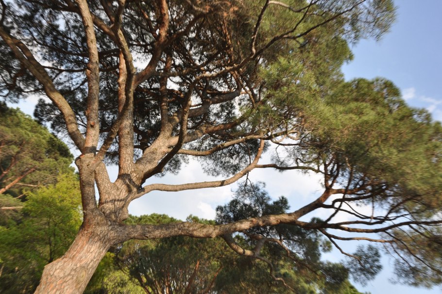 Деревья Греции Кипарис