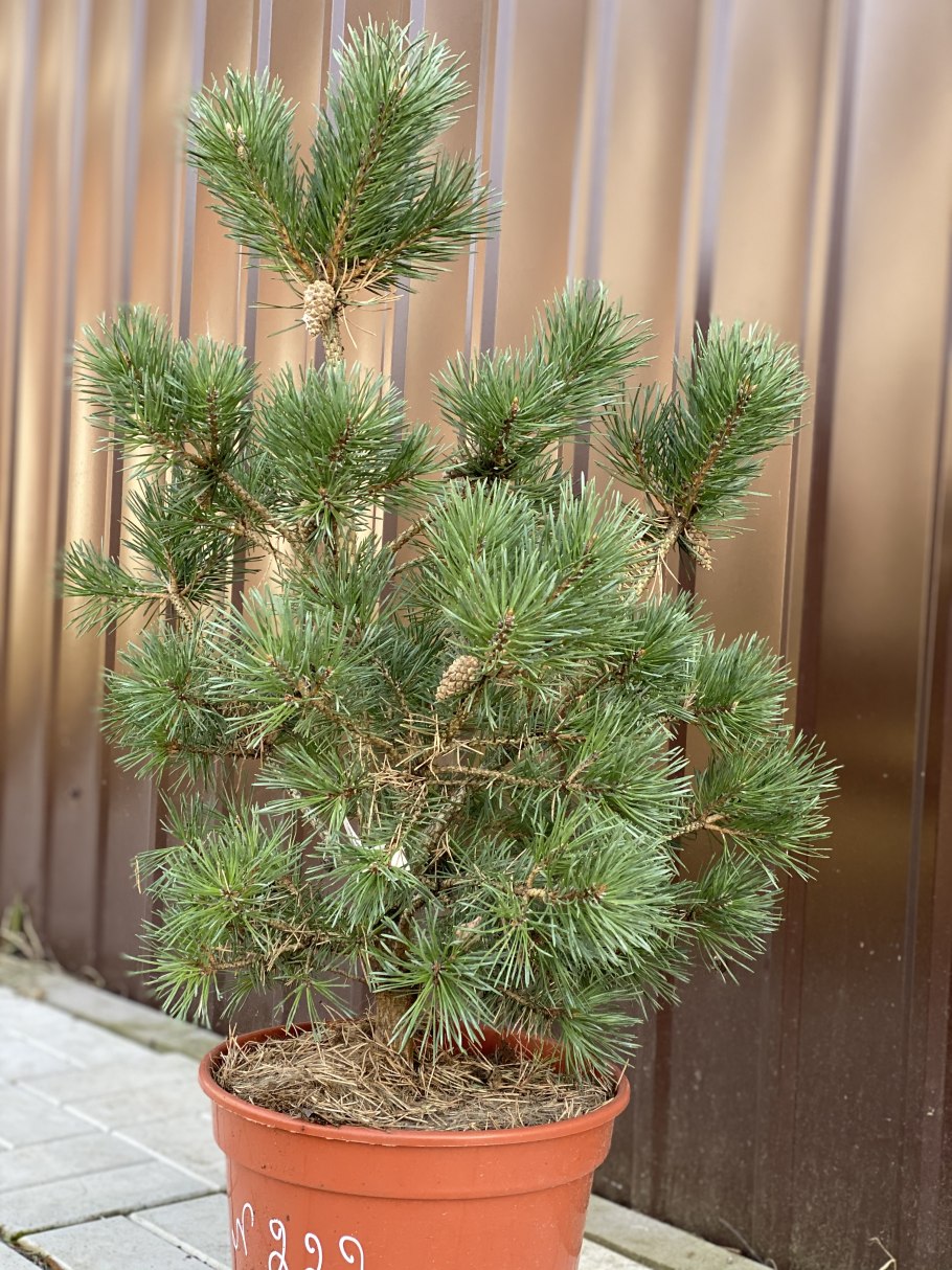 Сосна горная gnom