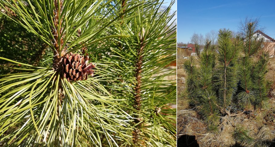 Сосна обыкновенная pinus sylvestris