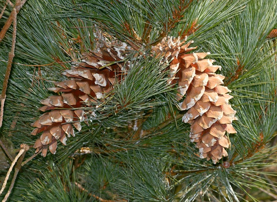 Пиния (Pinus pinea)