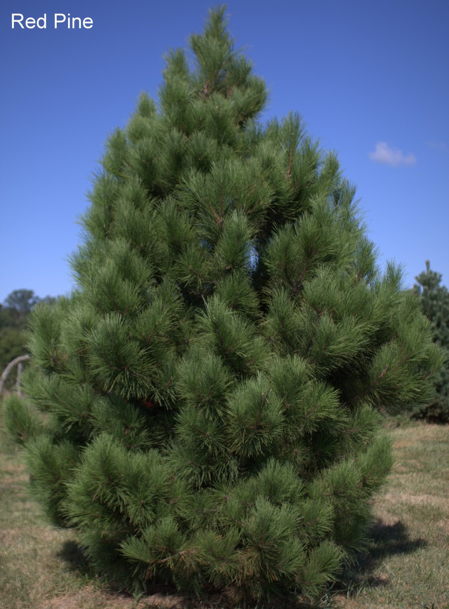 Лысая сосна