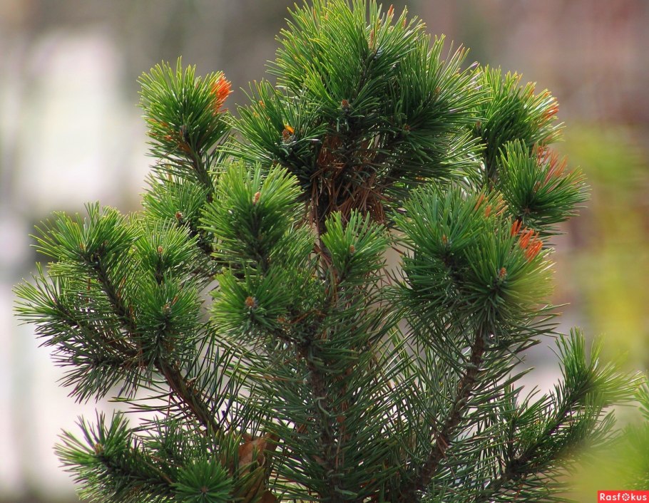 Pinus halepensis