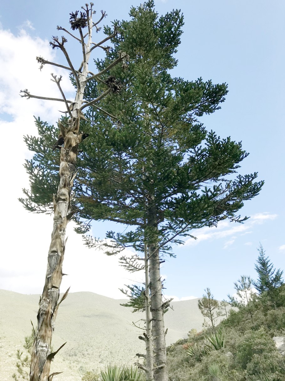 Pinus pinea l
