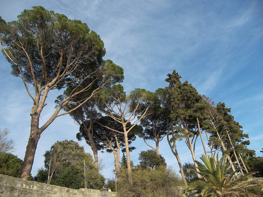 Сосна Пандероза