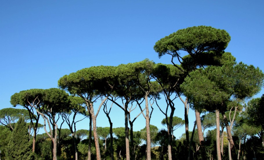 Сосна гималайская молодая