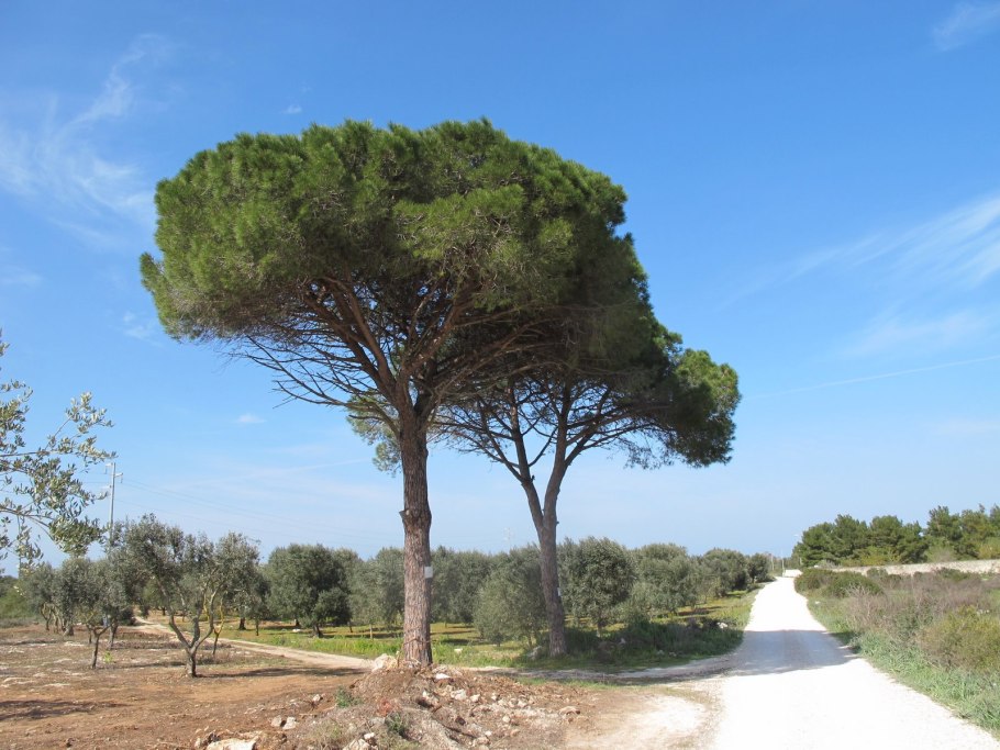 Pinus Sylvestris (сосна обыкновенная) 'Aurea'