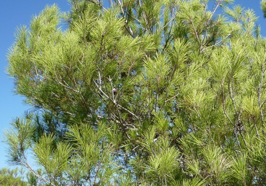 Пиния (Pinus pinea)